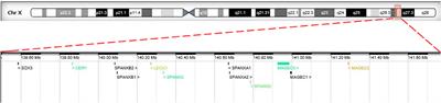 The 46, XX Ovotesticular Disorder of Sex Development With Xq27.1q27.2 Duplication Involving the SOX3 Gene: A Rare Case Report and Literature Review